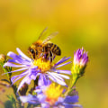 Increasing Crop Yields for Nearby Farms: A Guide to Supporting Bee Populations and Promoting Sustainable Energy Practices