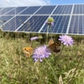 Evaluation of Bee-Friendly Practices on Solar Farms: Promoting Sustainable Energy and Protecting Pollinators