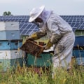 Engaging Local Communities in Bee Conservation Efforts on Solar Farms