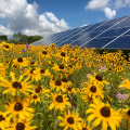 Creating a Bee-Friendly Solar Farm: How Renewable Energy Can Help Support Bee Populations