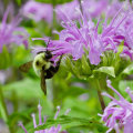 Planting Native Species to Attract Local Bee Populations: Supporting Bees and Sustainable Energy Practices