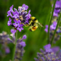 Maintenance and Care for Bee-Friendly Plants: A Guide for Supporting Bee Populations and Promoting Sustainable Energy Practices