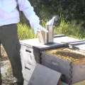 Nesting Boxes for Solitary Bees: Supporting Bee Populations and Promoting Sustainable Energy Practices