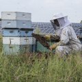 Strategic Placement of Vegetation on Solar Farms: Supporting Bees and Sustainable Energy