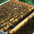 Community Involvement in Restoring Bee Habitats