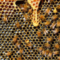 Hives for Honeybees: Supporting Bee Populations and Sustainable Energy Practices