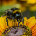 Mitigation Strategies for Climate Change and Its Impact on Bees