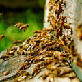 The Effects of Pesticides on Bees: Promoting Sustainable Energy Practices