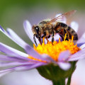 Changes in Blooming Patterns and the Impact on Bees