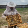 Collaboration between Solar Farms and Local Beekeepers: Promoting Sustainable Energy Practices and Protecting Bee Populations