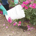 Avoiding Harmful Chemicals in Lawn and Garden Maintenance for Bee-Friendly Landscaping Practices