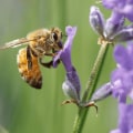 Creating a Diverse and Year-Round Food Source for Bees