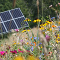 How to Create Bee-Friendly Solar Panels