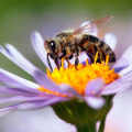 Restoring Bee Habitats on a Larger Scale: Promoting Sustainable Energy Practices and Protecting Pollinators