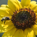 Job Creation in Beekeeping and Pollination Services: Supporting Bees and Promoting Sustainable Energy