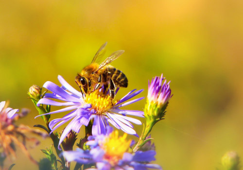 Increasing Crop Yields for Nearby Farms: A Guide to Supporting Bee Populations and Promoting Sustainable Energy Practices