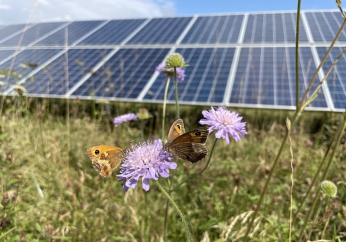 Evaluation of Bee-Friendly Practices on Solar Farms: Promoting Sustainable Energy and Protecting Pollinators