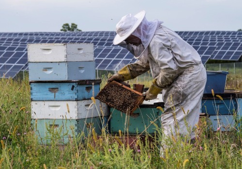 Engaging Local Communities in Bee Conservation Efforts on Solar Farms