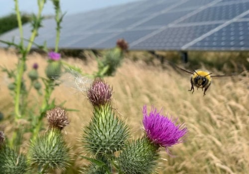 Initiatives and Projects for Bee Conservation on Solar Farms