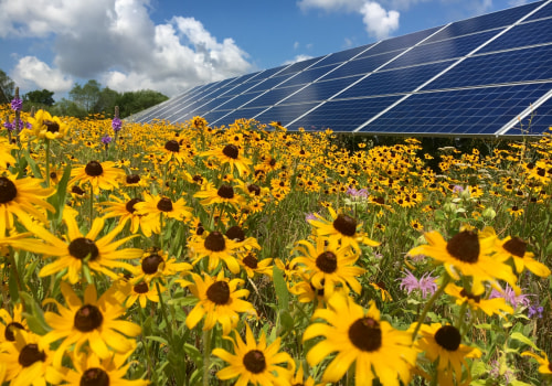 Creating a Bee-Friendly Solar Farm: How Renewable Energy Can Help Support Bee Populations