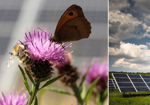 Promoting Biodiversity through Bee-Friendly Solar Energy