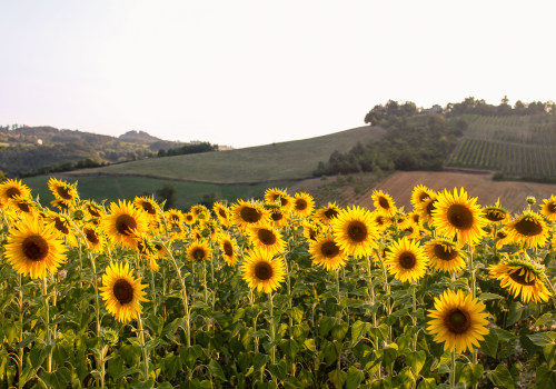 Negative Effects of Monoculture Farming on Bees