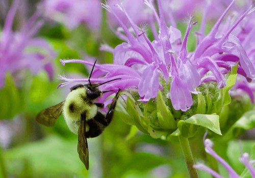 Planting Native Species to Attract Local Bee Populations: Supporting Bees and Sustainable Energy Practices