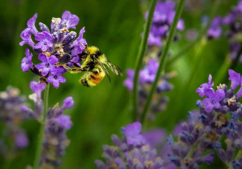 Maintenance and Care for Bee-Friendly Plants: A Guide for Supporting Bee Populations and Promoting Sustainable Energy Practices