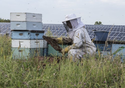 Strategic Placement of Vegetation on Solar Farms: Supporting Bees and Sustainable Energy