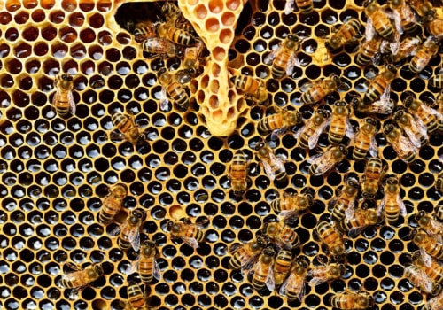 Hives for Honeybees: Supporting Bee Populations and Sustainable Energy Practices