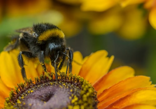 Mitigation Strategies for Climate Change and Its Impact on Bees