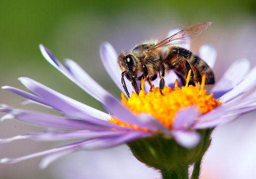 Changes in Blooming Patterns and the Impact on Bees