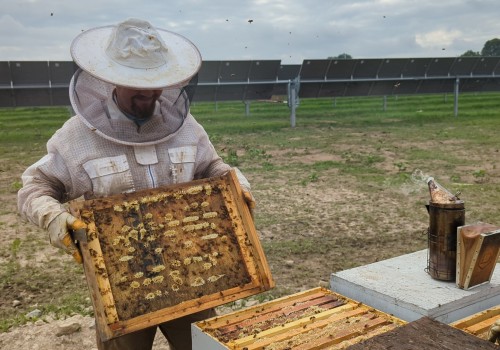 Collaboration between Solar Farms and Local Beekeepers: Promoting Sustainable Energy Practices and Protecting Bee Populations