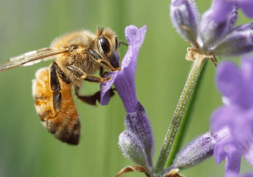 Creating a Diverse and Year-Round Food Source for Bees