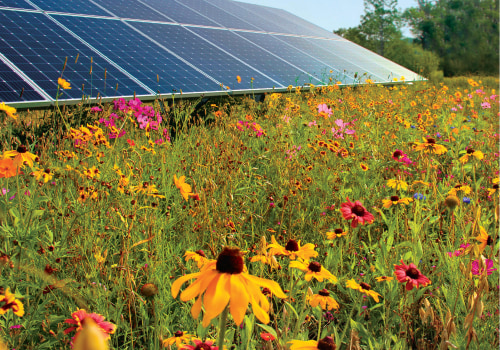 Benefits of Collaboration Between Solar Farms and Conservation Groups for Bee Populations