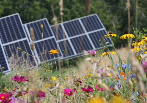 How to Create Bee-Friendly Solar Panels