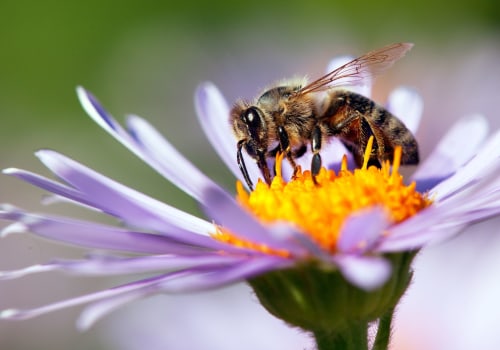 Restoring Bee Habitats on a Larger Scale: Promoting Sustainable Energy Practices and Protecting Pollinators