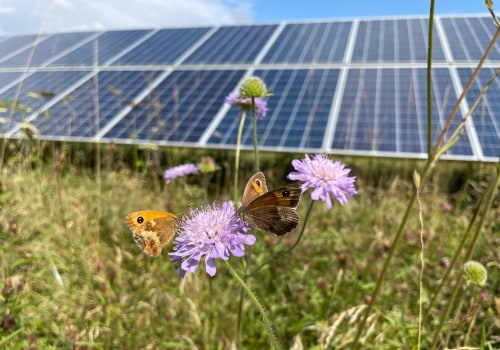 The Importance of Bee-Friendly Solar Panels