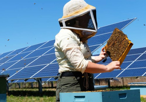 Community Education and Awareness about Bees and Solar Energy