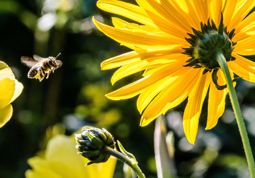 Alternatives to Harmful Pesticides: Supporting Bee Populations with Sustainable Energy Practices