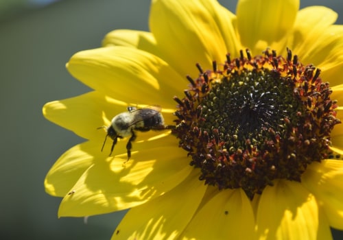 Job Creation in Beekeeping and Pollination Services: Supporting Bees and Promoting Sustainable Energy